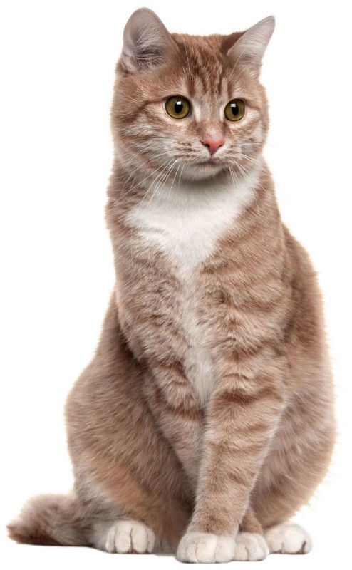 Katze_63140042_LLb22SvB3PGKE0_800x800